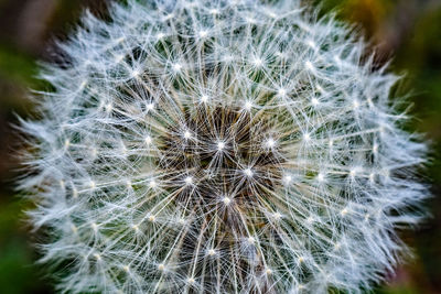 Close-up of dandelion