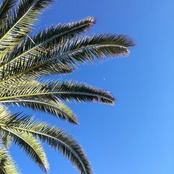 Low angle view of palm tree against blue sky