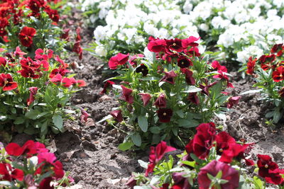 Close-up of red flowering plants