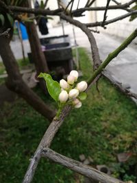 Close-up of flower growing on tree