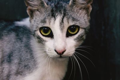 Close-up portrait of cat