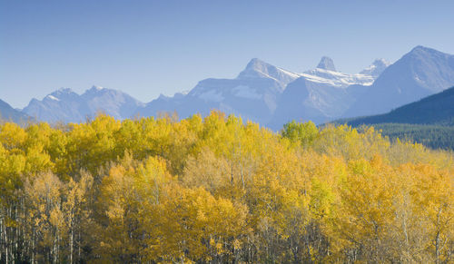 Autumn trees against mountains at jasper national park