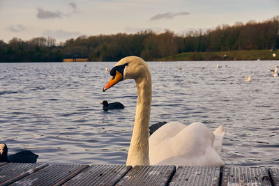 Swan swimming in lake