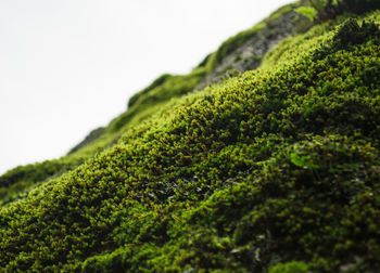 Close-up of moss on tree