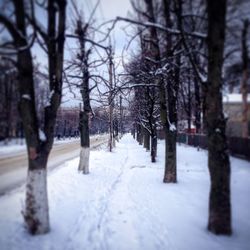 Snow covered road along trees