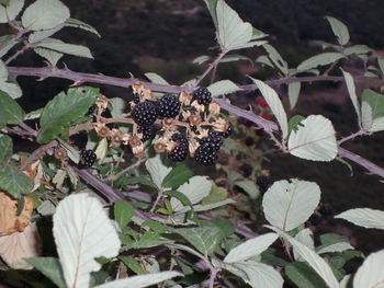 Close-up of butterfly on plant