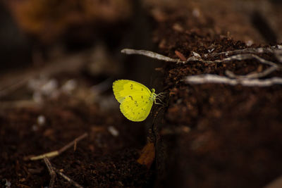 Close-up of plant against blurred background