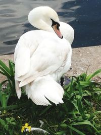 Close-up of swan in water