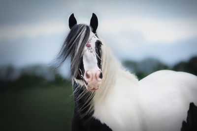 Close-up of horse wearing jewelry standing outdoors