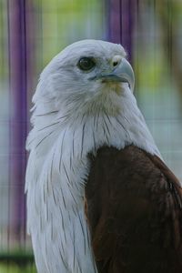 Close-up of owl perching in cage