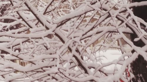 Close up of snow covered with snow