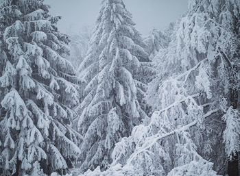 Snow covered land and trees in forest