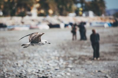 Seagull flying in mid-air