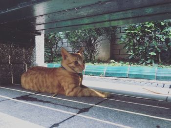 Ginger cat resting on roadside below wooden plank