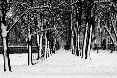 Bare trees in forest during winter