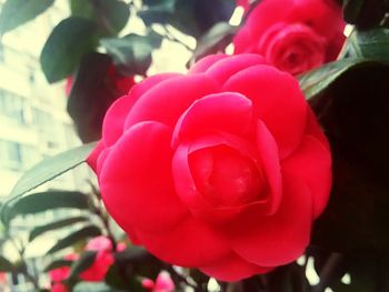 Close-up of red rose