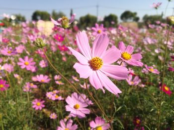 Close-up of pink cosmos flowers on field