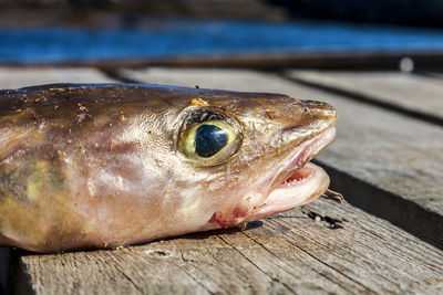 Close-up of dead fish on table