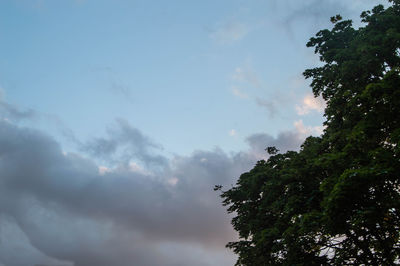 Low angle view of tree against sky