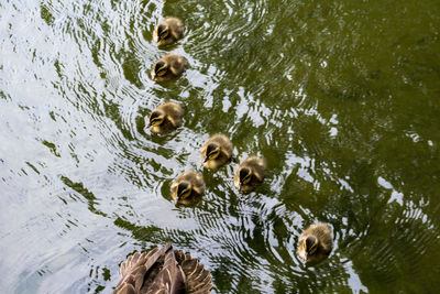 High angle view of ducks swimming in lake