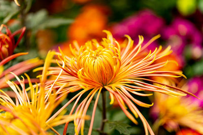 Close-up of yellow flowering plant