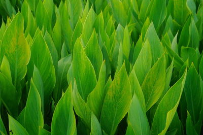 Full frame shot of green leaves on field