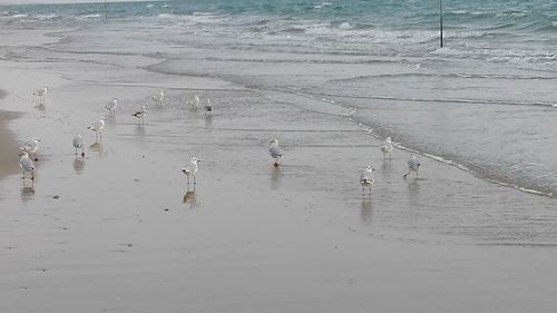 High angle view of birds on beach