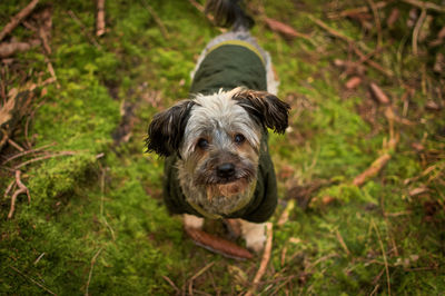 Portrait of a dog