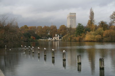 Swans by lake in city against sky