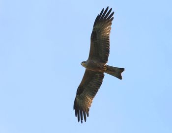 Low angle view of bird flying against blue sky