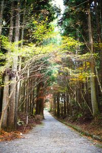 Narrow pathway along trees