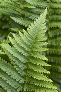 Full frame shot of leaves