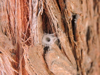 Close-up of tree trunk