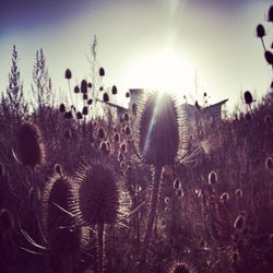 View of plants against cloudy sky