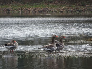 Ducks swimming in a lake