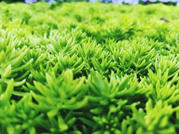 Close-up of green leaves