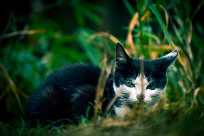 Close-up of a cat on field