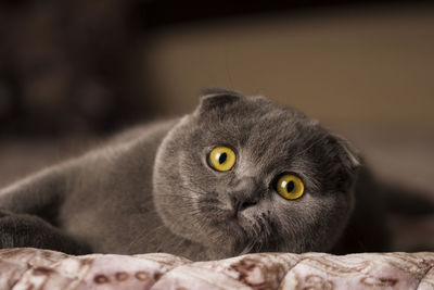 Close-up portrait of a cat