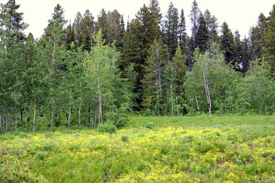 Trees growing in forest
