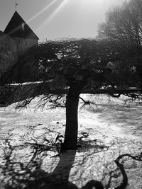 Bare tree by building against sky