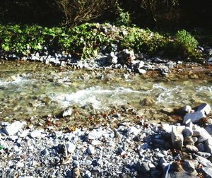 Trees and pebbles in water