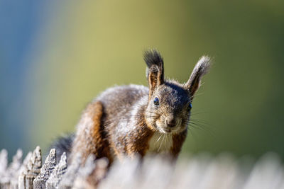 Close-up of squirrel