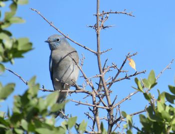 Low angle view of bird perching on tree
