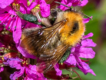 Close-up of butterfly pollinating on pink flower