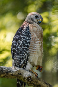 Red shouldered hawk