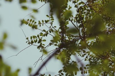 Close-up of leaves against blurred background