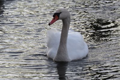 Close-up of swan swimming on lake