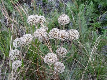 Close-up of white flowers