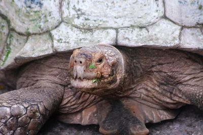 Close-up of animal in zoo