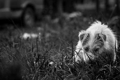 View of a dog resting on field